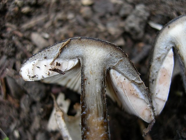 Volvariella  terrea  sp.nov.